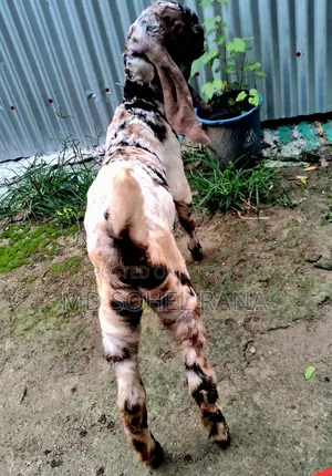 100% Bagha Totapuri 3-Month-Old Female Goat Kid for Sale