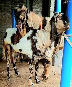 100% Bagha Totapuri 3-Month-Old Female Goat Kid for Sale