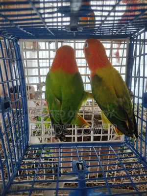Love Bird 1ta Male 5 Mas Boyos Ar 2ta 3 Maser Baby
