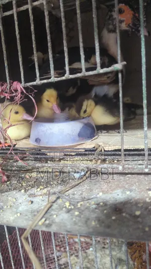 Ducklings