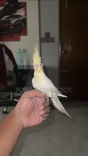 Cocktail Tame
