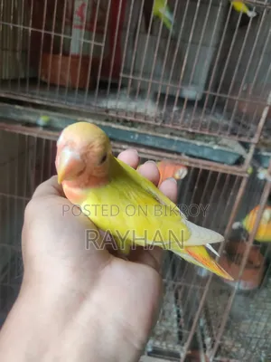 Tame Lovebird