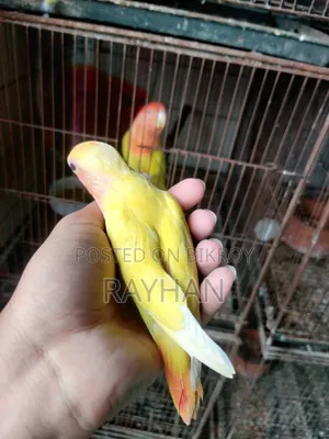Tame Lovebird