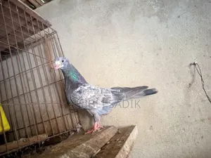 Silver Giribaz Pigeon