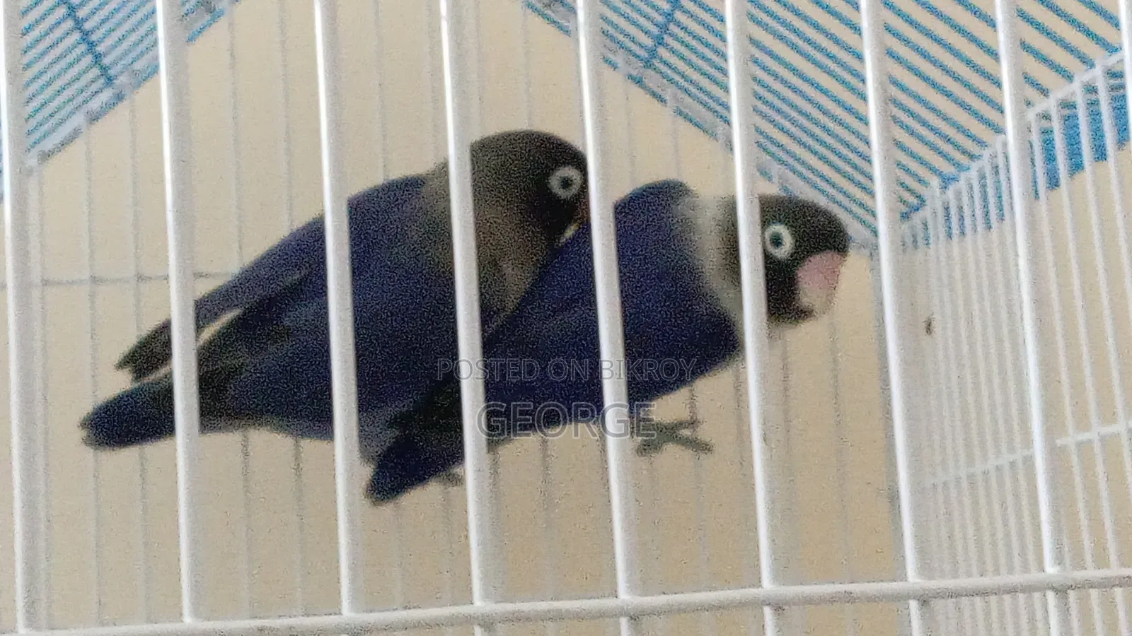 Love Birds Cockatiel