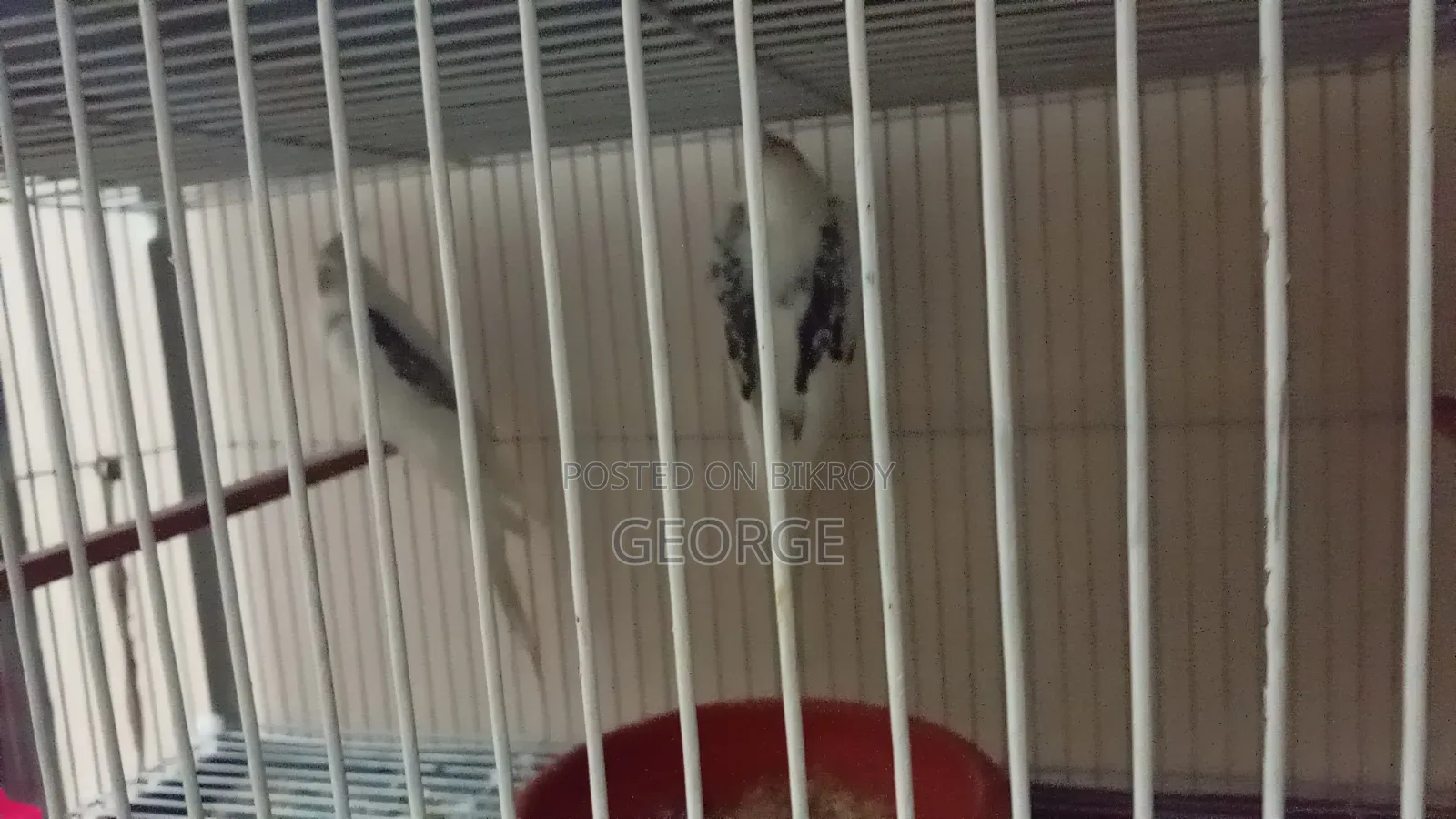 Love Birds Cockatiel