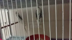 Love Birds Cockatiel