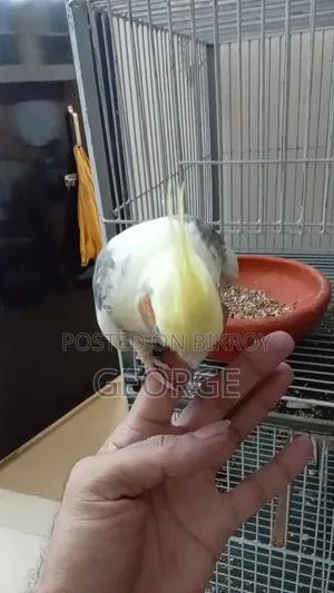 Love Birds Cockatiel
