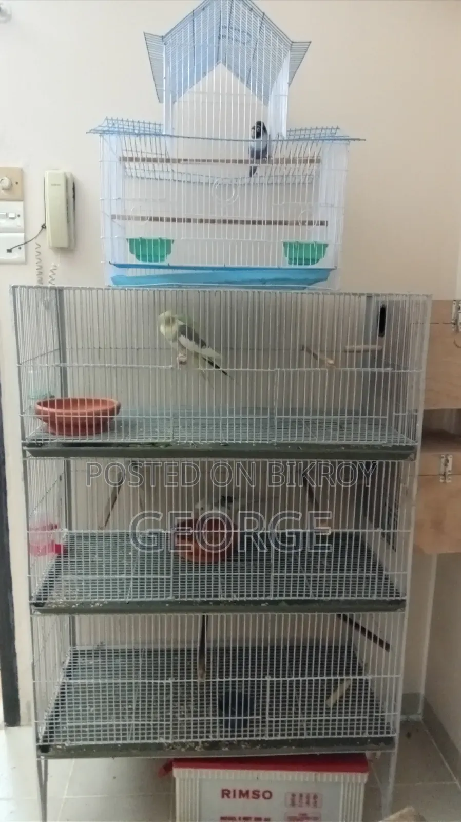Love Birds Cockatiel