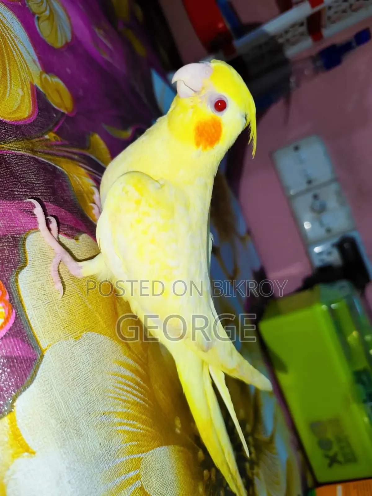 Love Birds Cockatiel