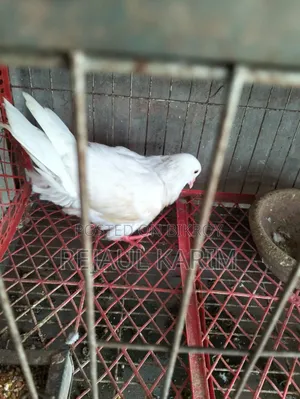 King Pigeon for Sale