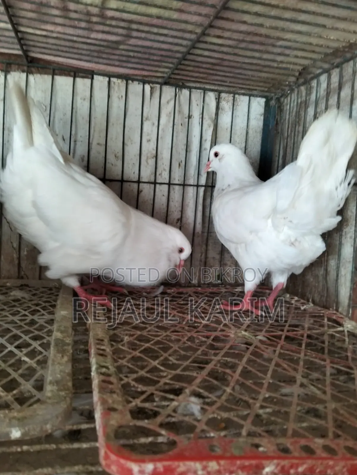 King Pigeon for Sale