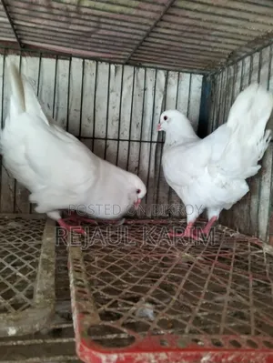 King Pigeon for Sale
