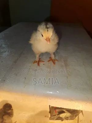 ব্রহ্মা মুরগির বাচ্চা