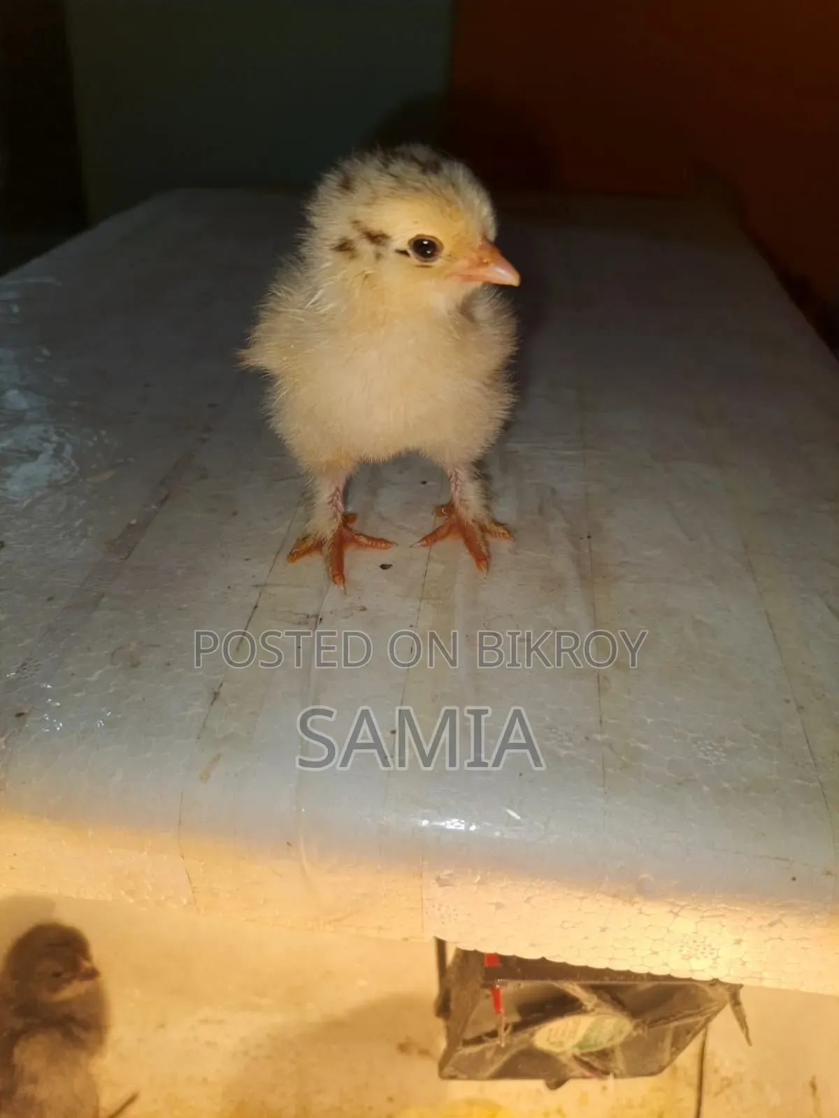 ব্রহ্মা মুরগির বাচ্চা