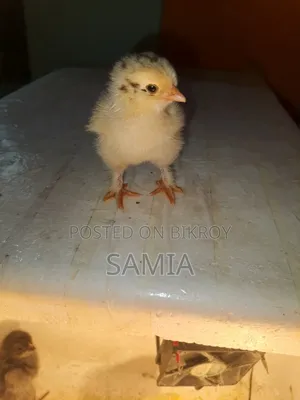ব্রহ্মা মুরগির বাচ্চা