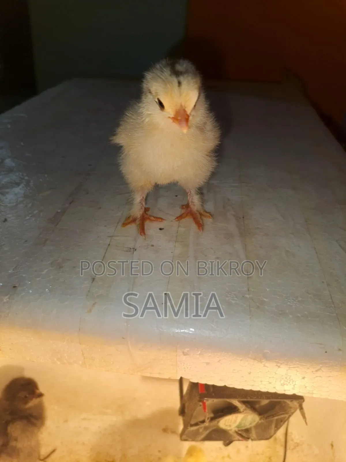 ব্রহ্মা মুরগির বাচ্চা