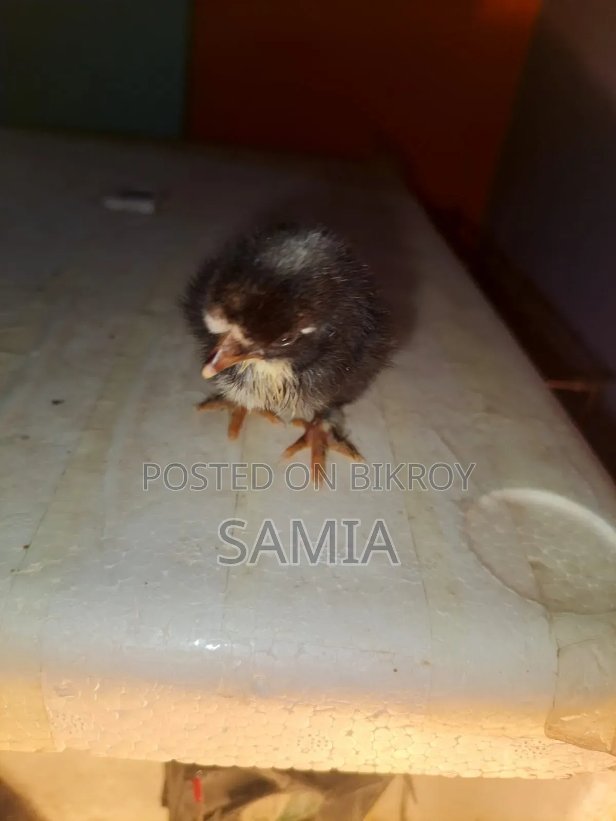ব্রহ্মা মুরগির বাচ্চা