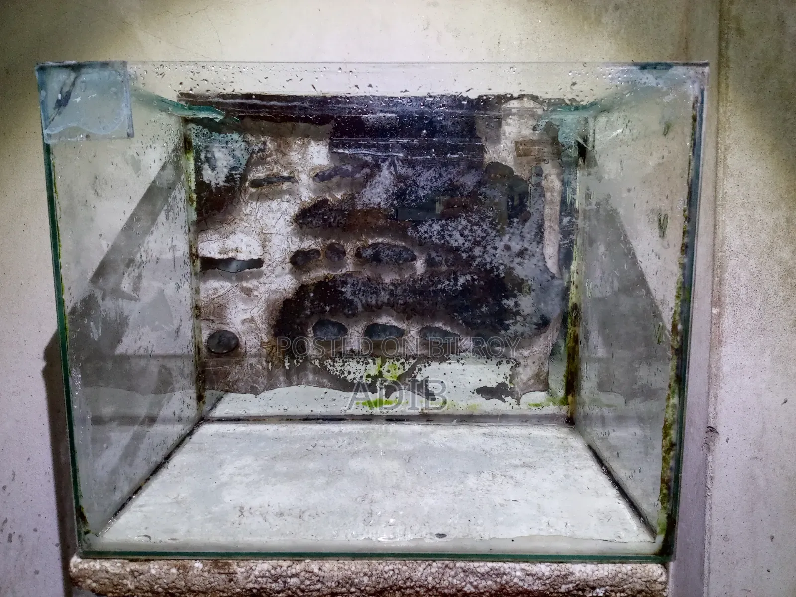 অ্যাকোয়ারিয়াম, গাপ্পি মাছ, গাছ
