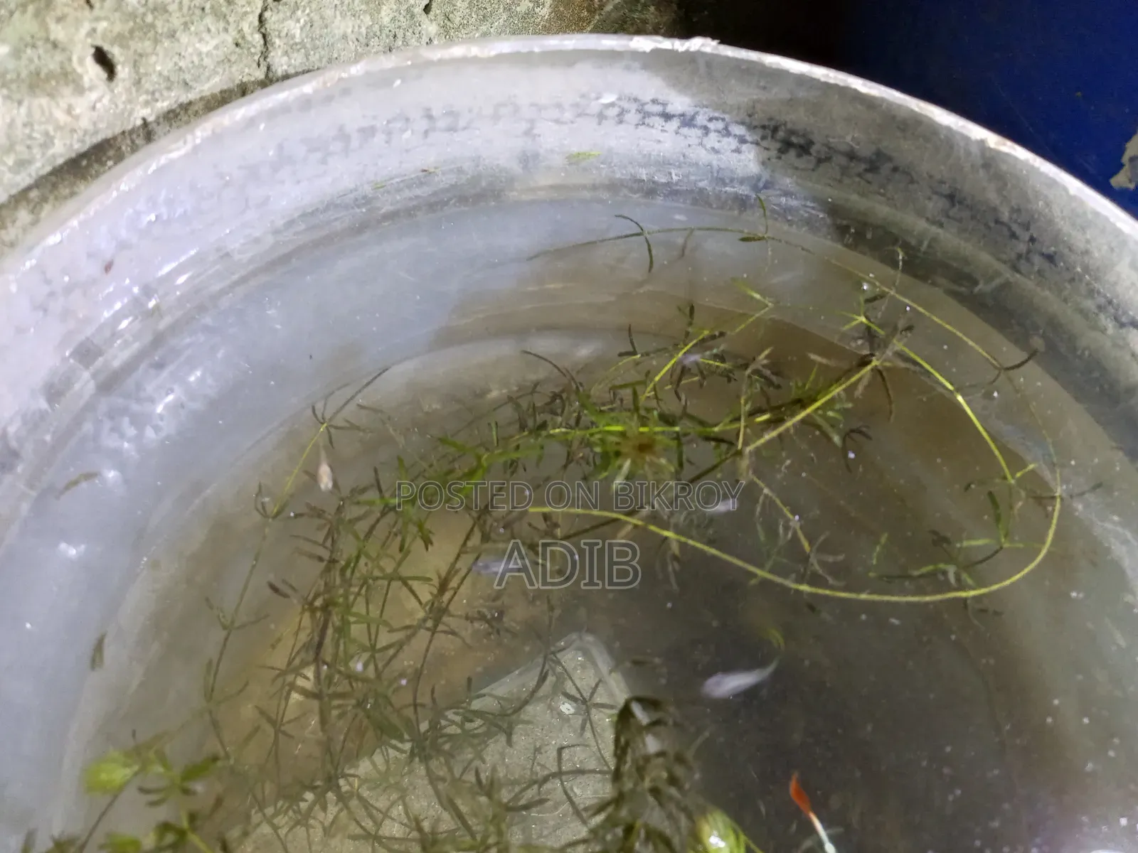অ্যাকোয়ারিয়াম, গাপ্পি মাছ, গাছ