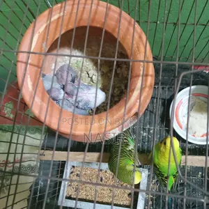 Budgie Birds
