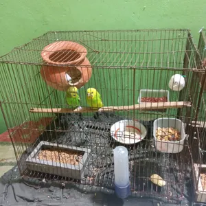 Budgie Birds