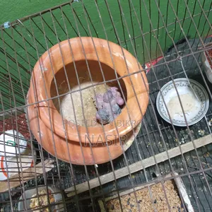 Budgie Birds