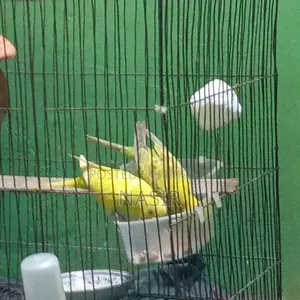 Budgie Birds