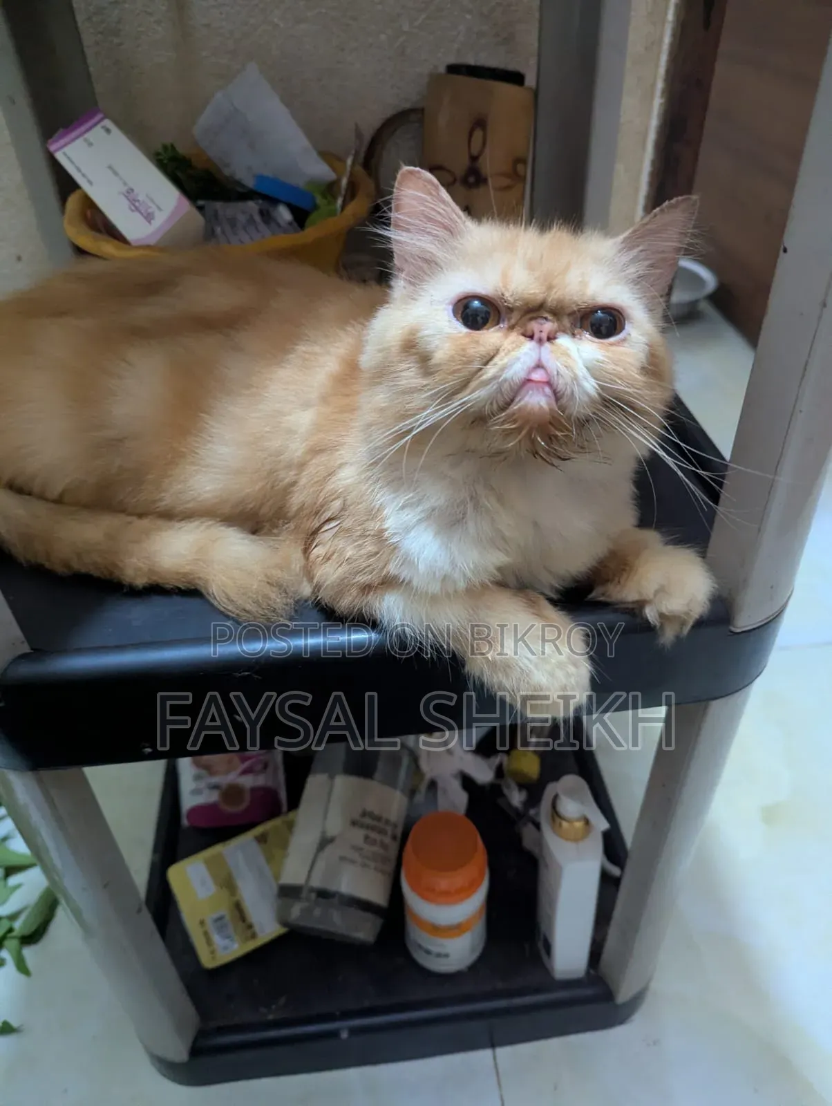 1+ Year Female Purebred Exotic
