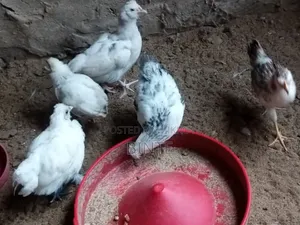Fancy Chicken