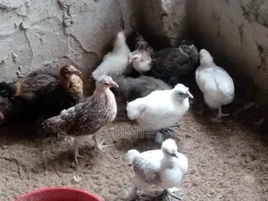 Fancy Chicken