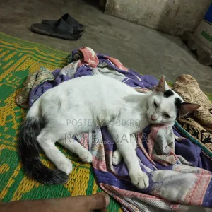 3-6 Months Female Purebred Bengal