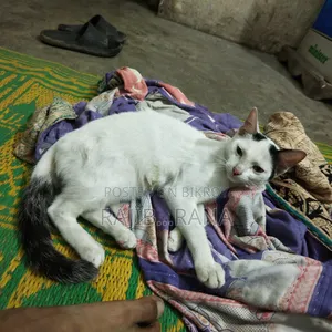 3-6 Months Female Purebred Bengal