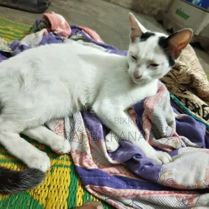 3-6 Months Female Purebred Bengal