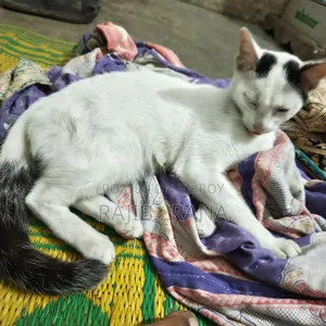 3-6 Months Female Purebred Bengal