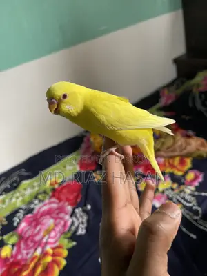 লুটিনো টেম সাইজ পাখি রেড আই