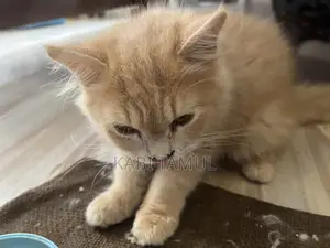 1-3 Months Male Purebred Persian