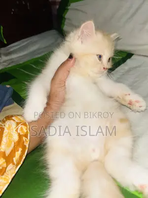 ১-৩ মাসের পুরুষ পিওরব্রেড পার্সিয়ান বিড়াল