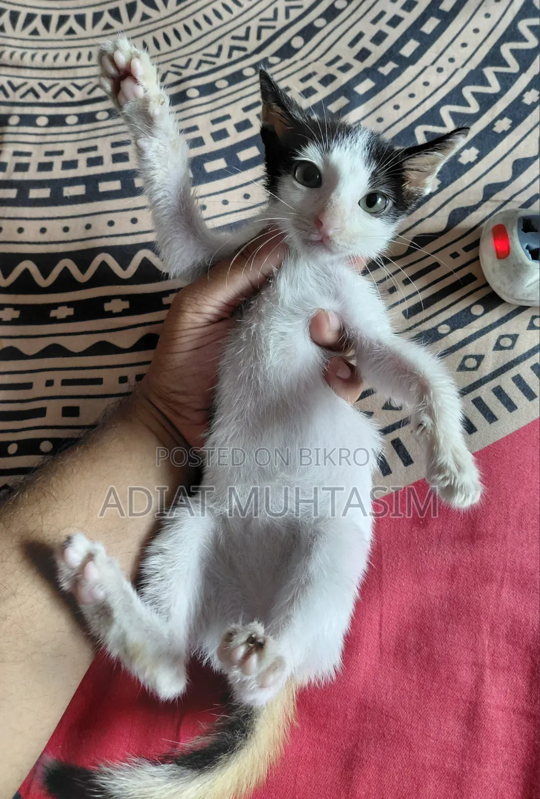 1-3 Months Female Purebred Cat
