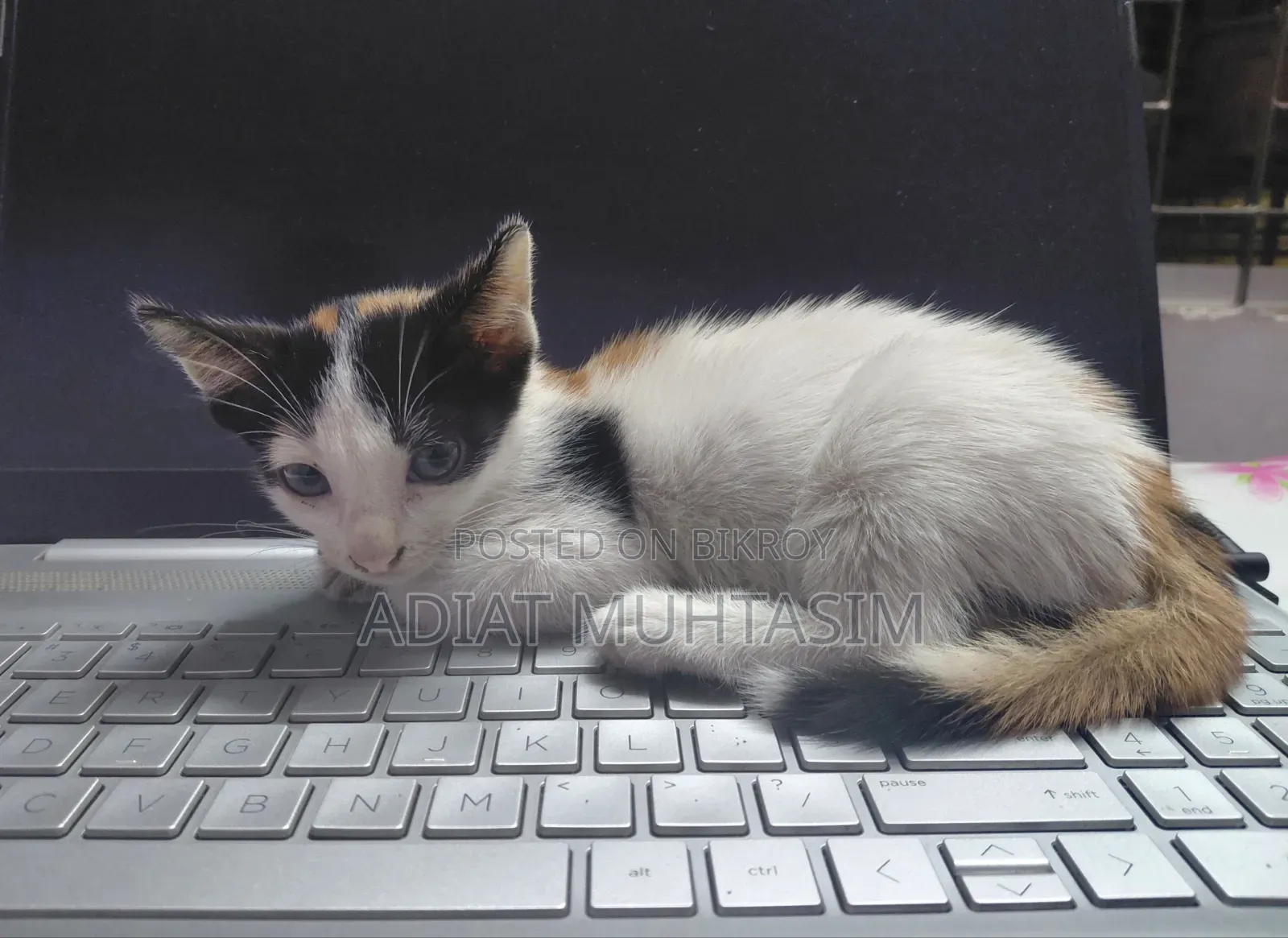 1-3 Months Female Purebred Cat
