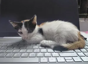 1-3 Months Female Purebred Cat
