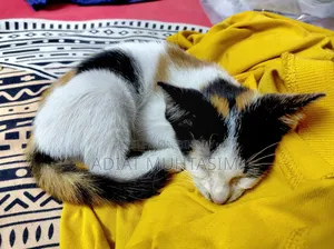 1-3 Months Female Purebred Cat