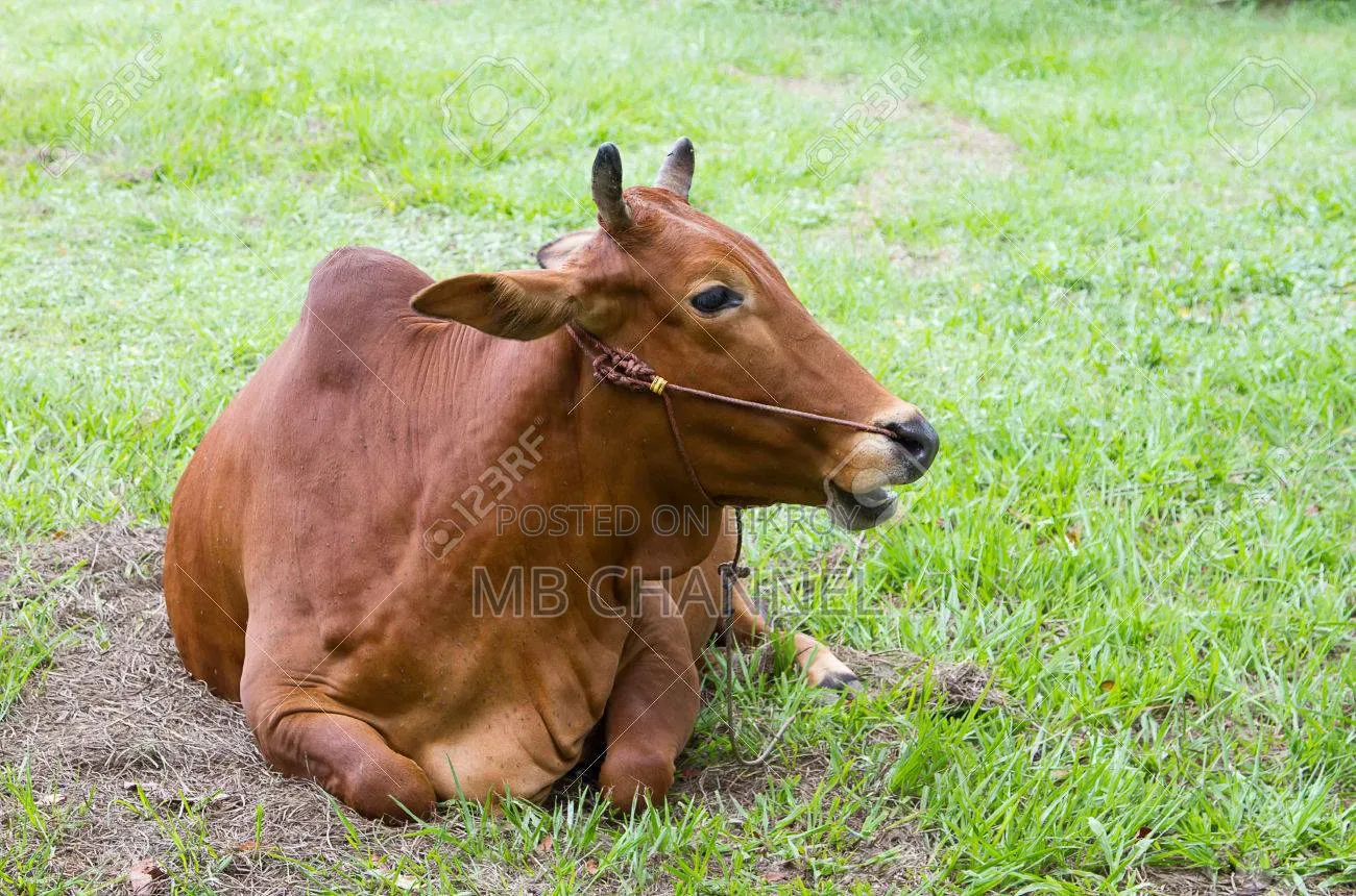 Professional Qurbani Cow and Goat Preparation Services