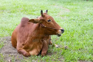 Professional Qurbani Cow and Goat Preparation Services