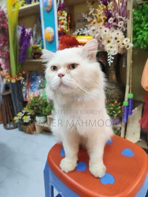 1+ Year Male Purebred Persian