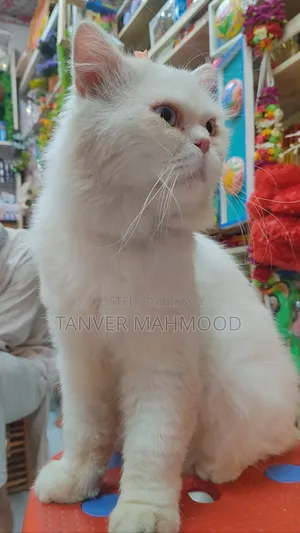 1+ Year Male Purebred Persian