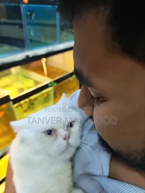 1+ Year Male Purebred Persian