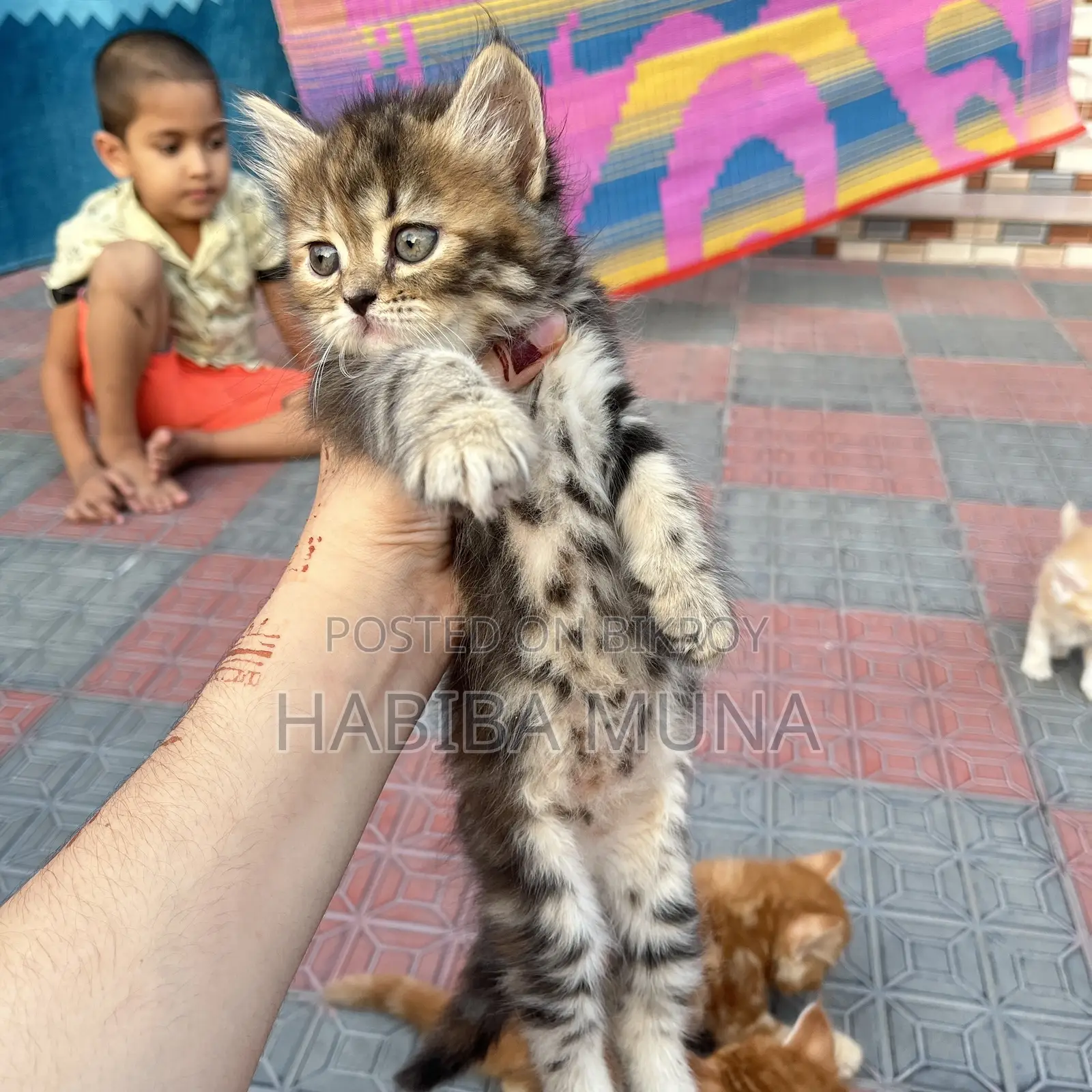 1-3 months Female Purebred Persian