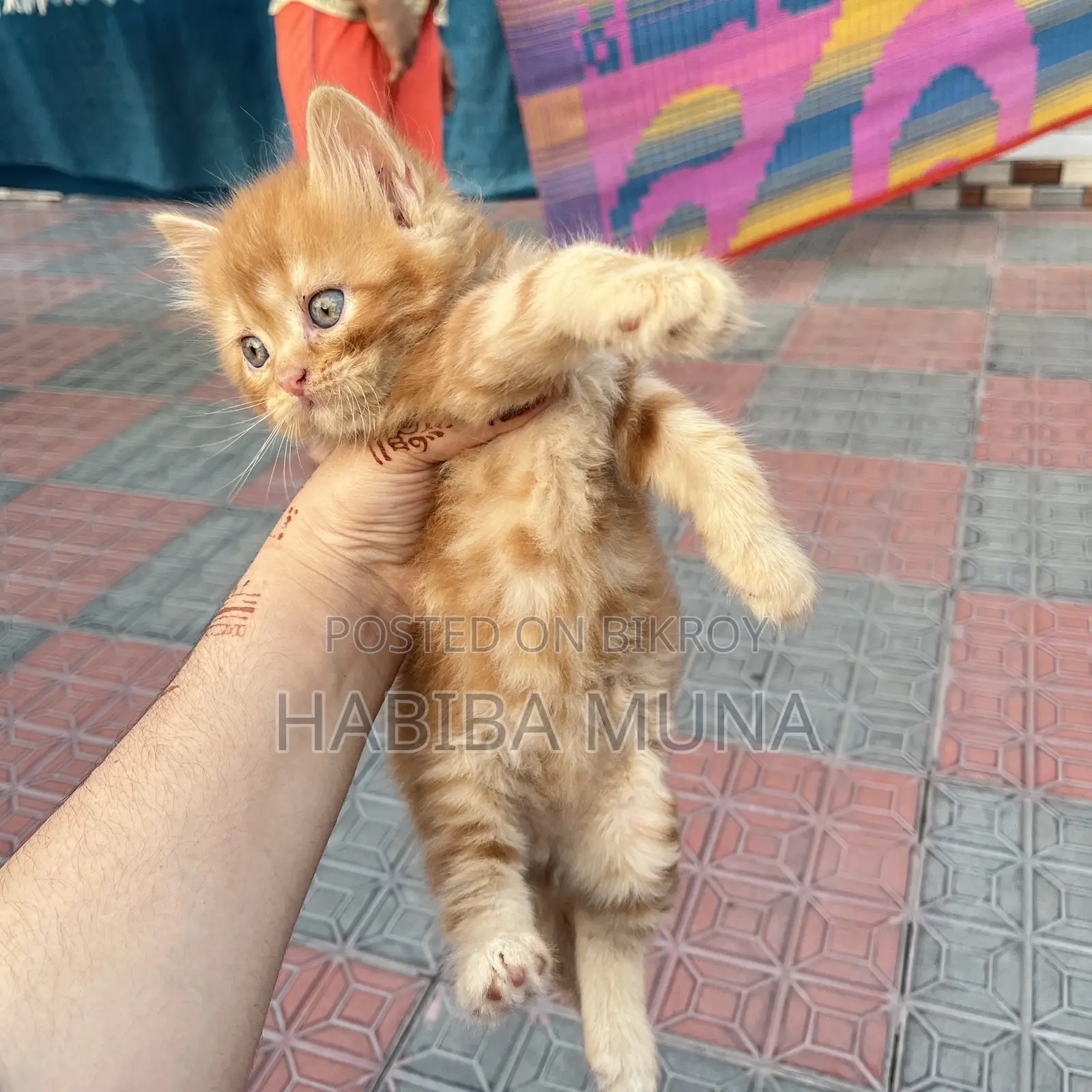 1-3 months Female Purebred Persian