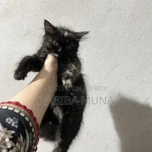 1-3 months Female Purebred Persian